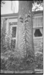 MacleodScenery1dollar002.jpg