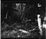 MacleodScenery1dollar052.jpg